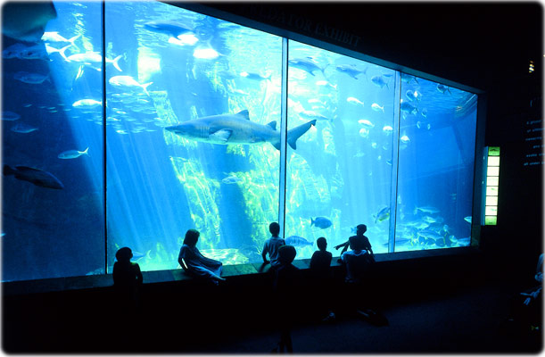 Oceans Aquarium