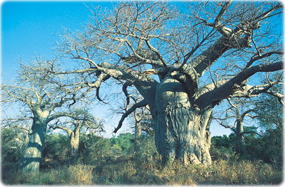 Baobás