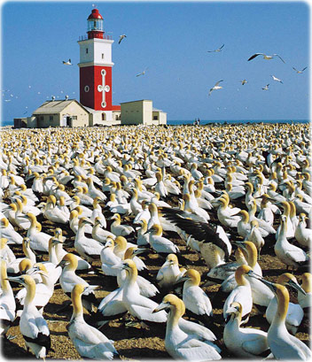 Cape Gannets, Birds Island