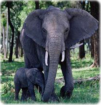 Elefante e Filhote