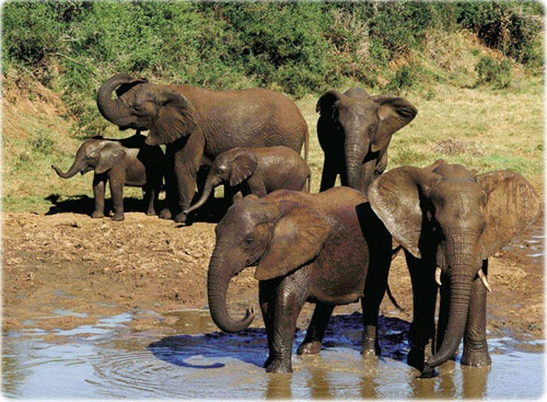 Elefantes Addo