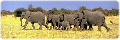 Elefantes africanos - África