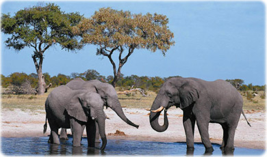 Elefantes Kruger