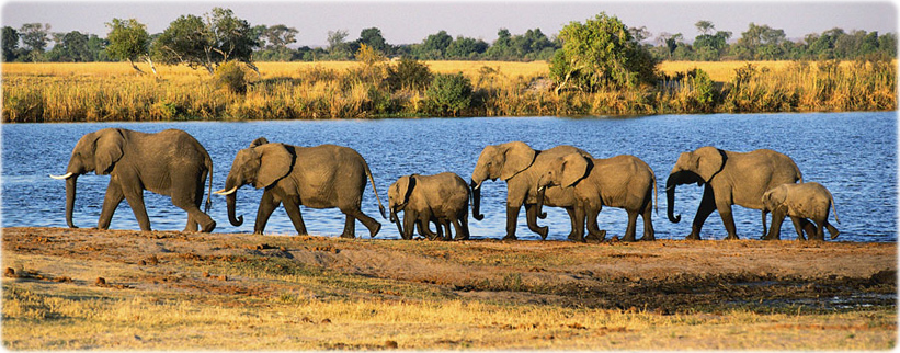 Elefantes manada