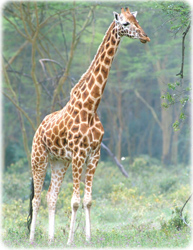 Girafa Angola